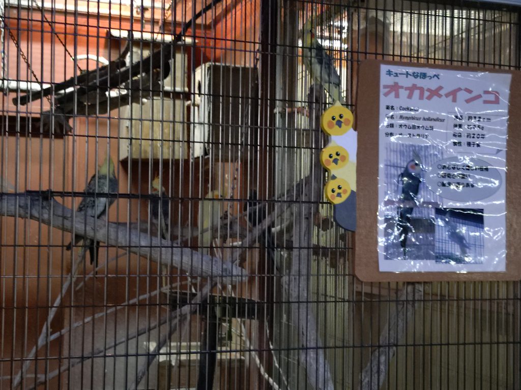 ケージ内のオカメインコ