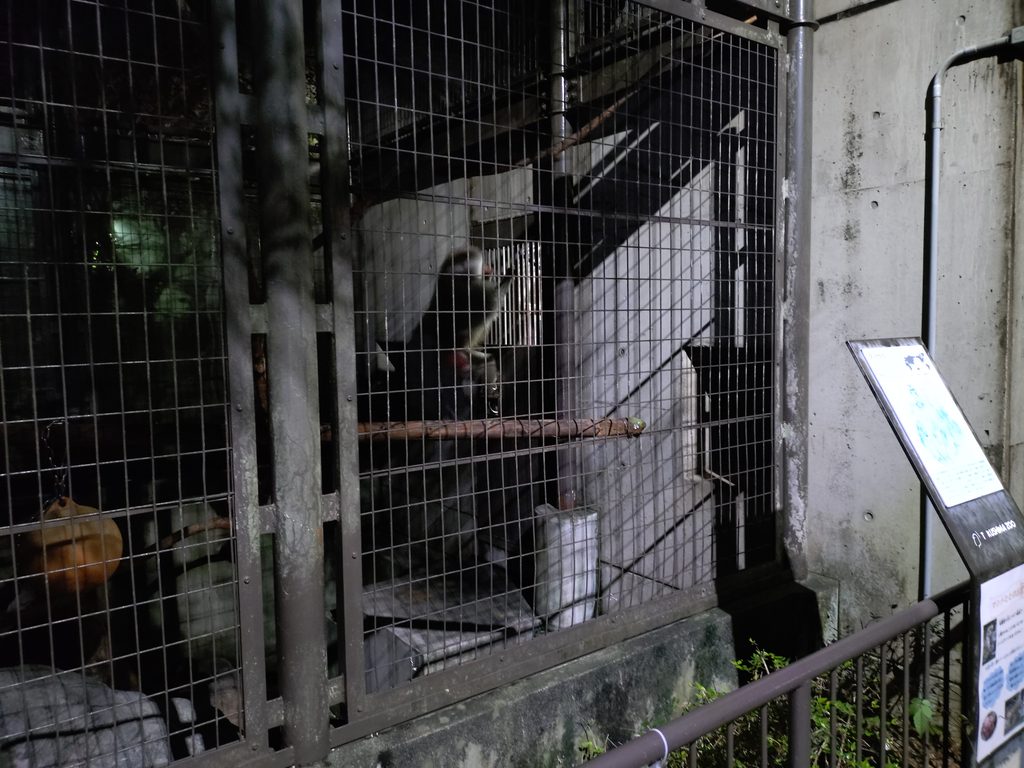 館内の様子をのぞき込むドグエラヒヒ