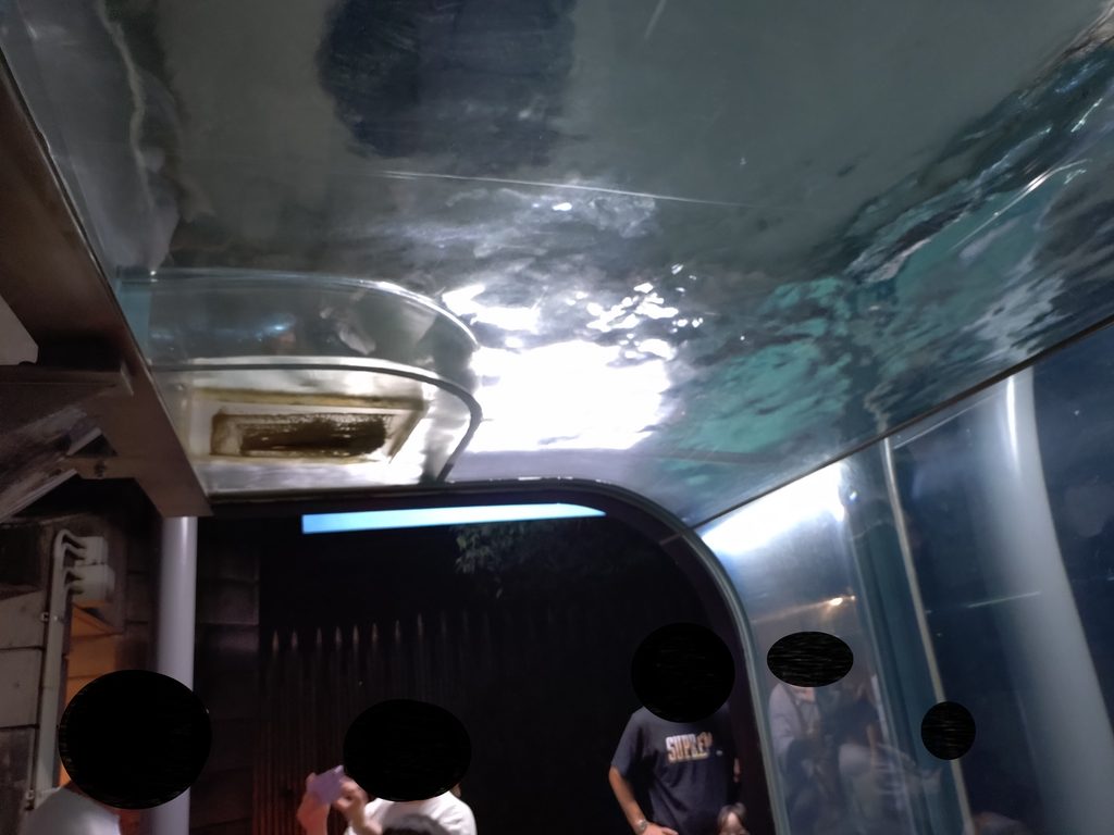 頭上に広がるコツメカワウソの水槽。アーチ状に水槽があり、頭上を泳ぐコツメカワウソが見られることも