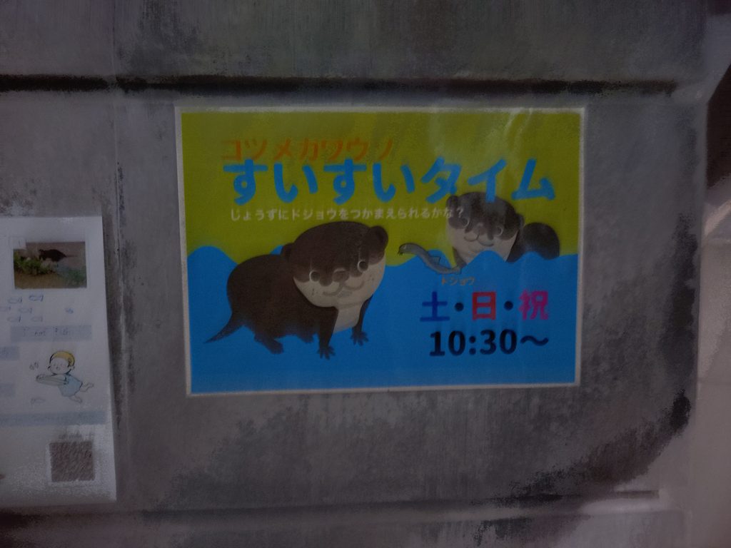 コツメカワウソブースのイベントすいすいタイムの紹介チラシ。土日祝10:30～のイベントだが、夜の動物園でも見られる。昨年は17:30頃開催