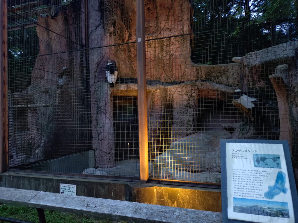 アンデスコンドルが住んでいるケージ。その大きい姿は迫力あり