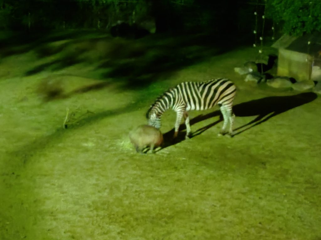 仲良くエサを食べているように見えるシマウマとカピバラ。