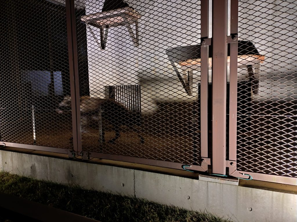 動いている、暗くなってきたことでブレてしまっているハイエナの写真