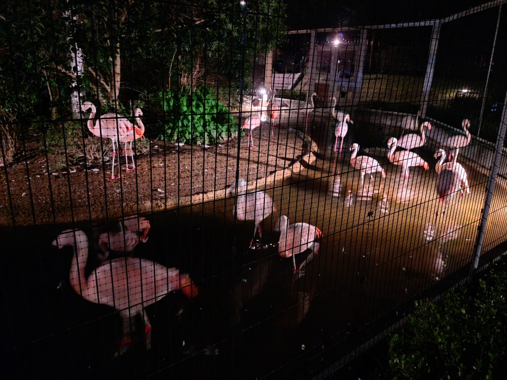 ケージ内のフラミンゴ。写真内だけでも15羽程度いるが、実際はもっといる。陸地に居たり、水に足を漬けていたり自由に過ごしている