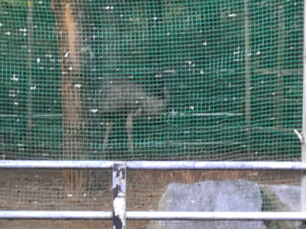ネットを隔てて見えるエミュー