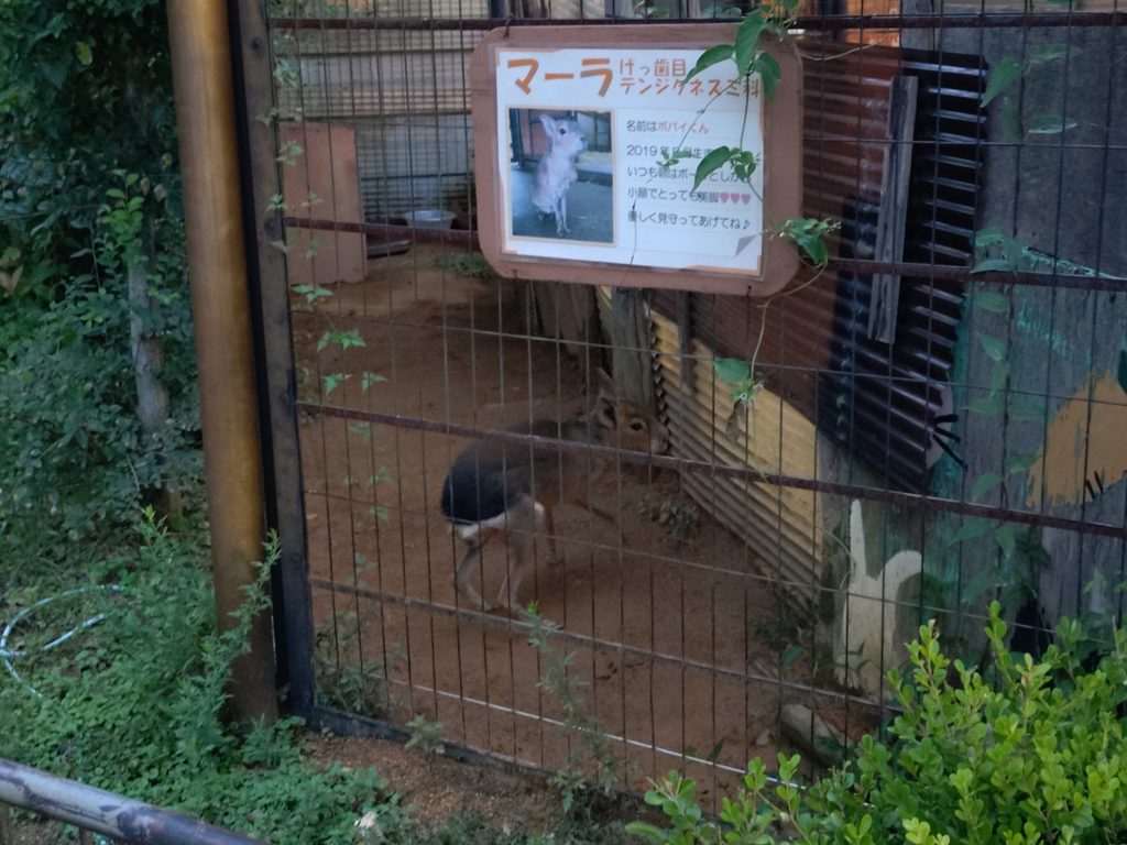 ケージの中に居るマーラ