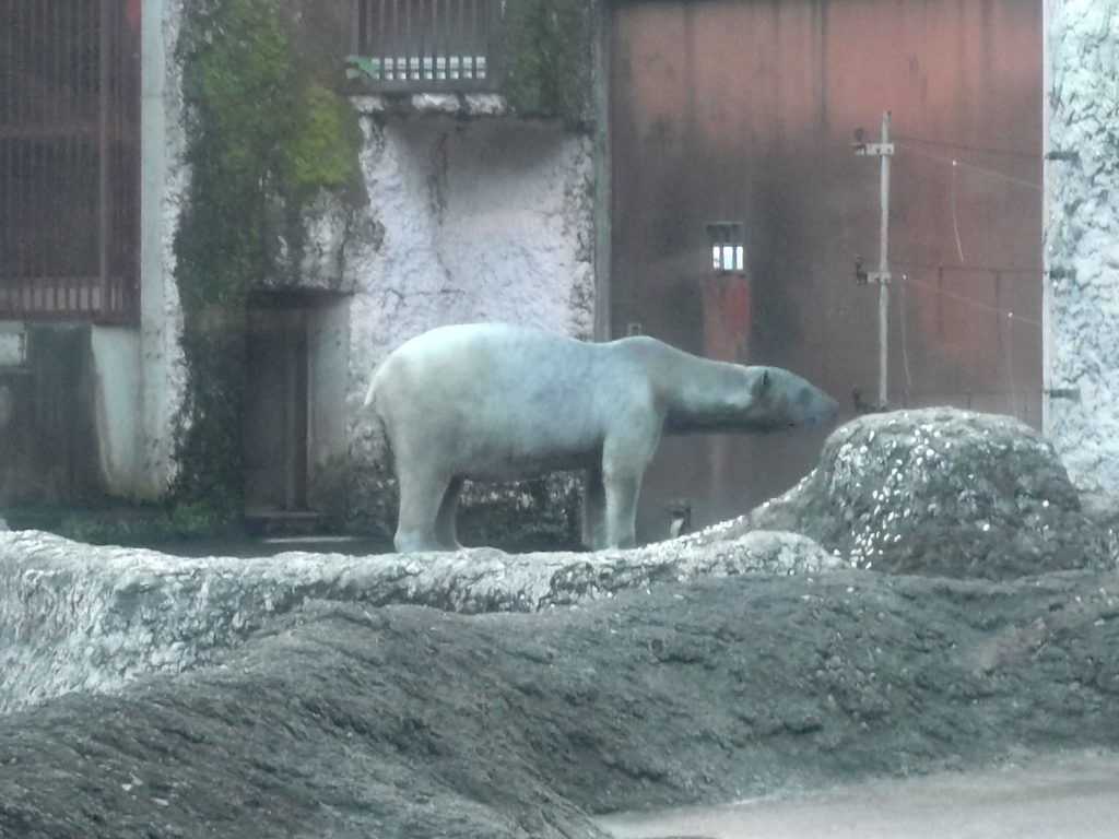水から上がってきたホッキョクグマのポロロ。季節性の為か想像するホッキョクグマの姿よりは黒め