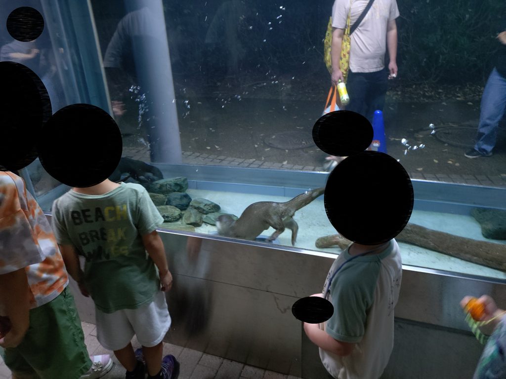 水槽を泳ぐコツメカワウソ。子供を中心に多くの人の視線を集めている