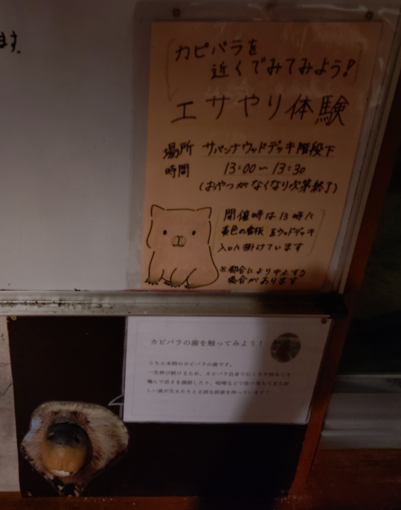 カピバラエサあげ体験の紹介チラシとカピバラの歯の展示。エサあげ体験は毎日13:00～13:30とのこと。夜の動物園でも体験可能(時間的には～19:00が目安)