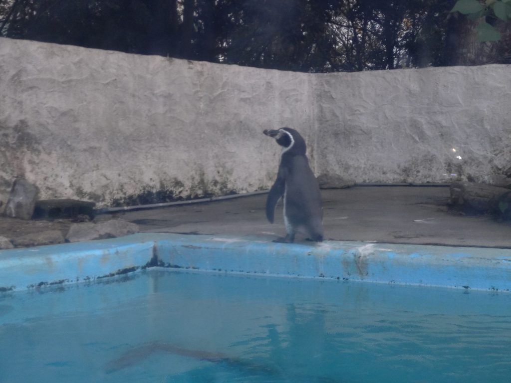 プール内のペンギン。遠くを見つめて佇んでいる