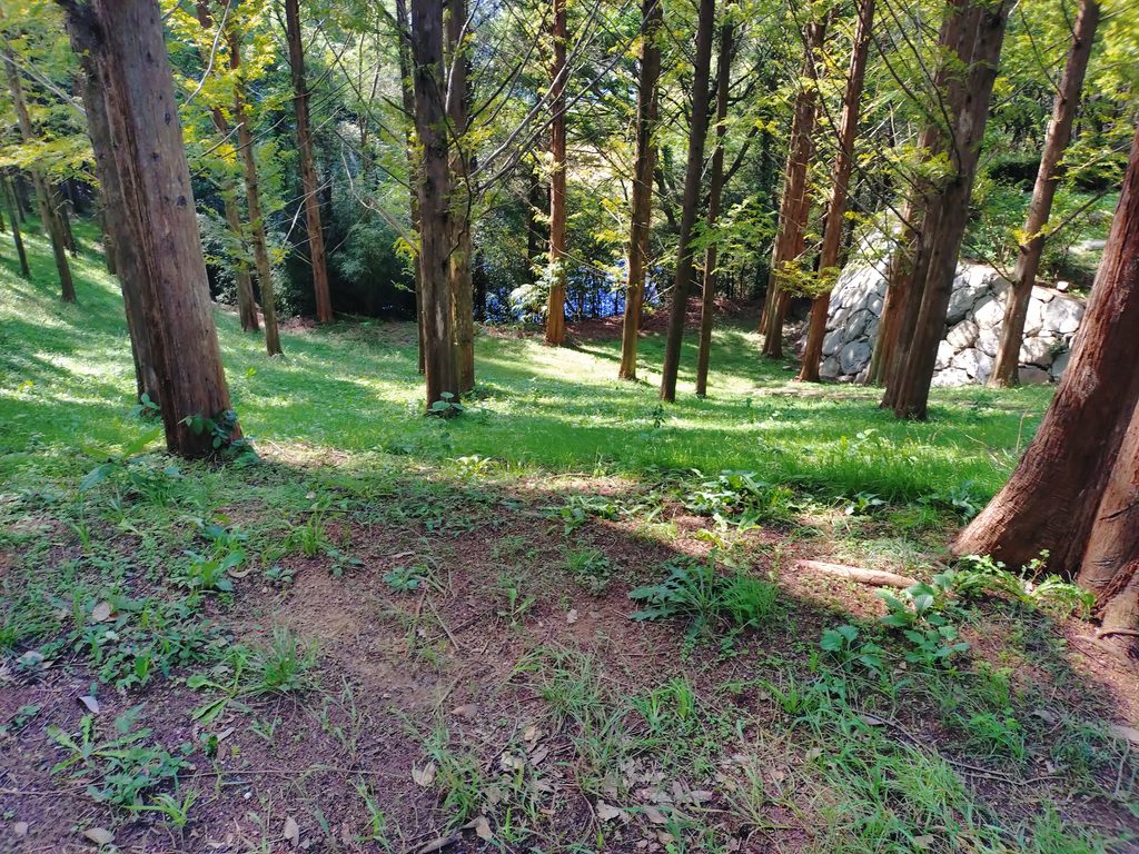 道中目下の斜面に植わっているメタセコイヤ